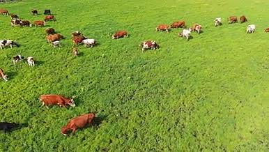 4K绿油油的草地牛群视频的预览图